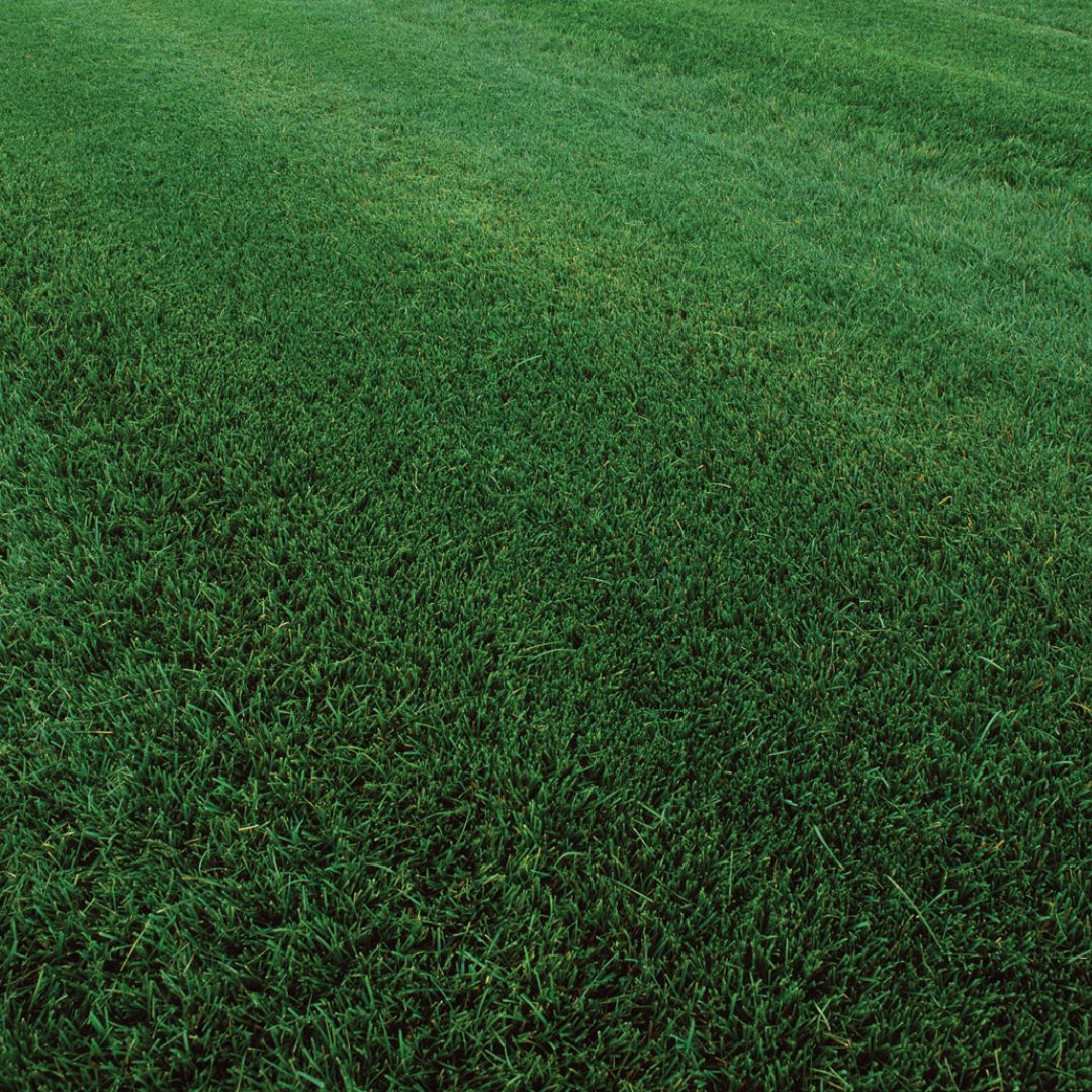 Sod – RTF® Grass – 600 SQFT – DIRECT SHIP